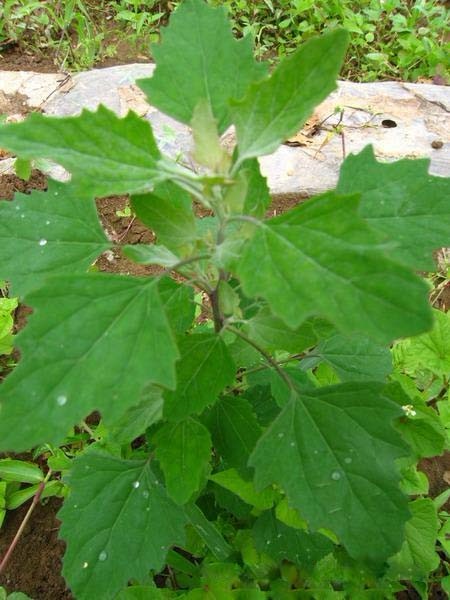 灰蓼头草等,为藜科