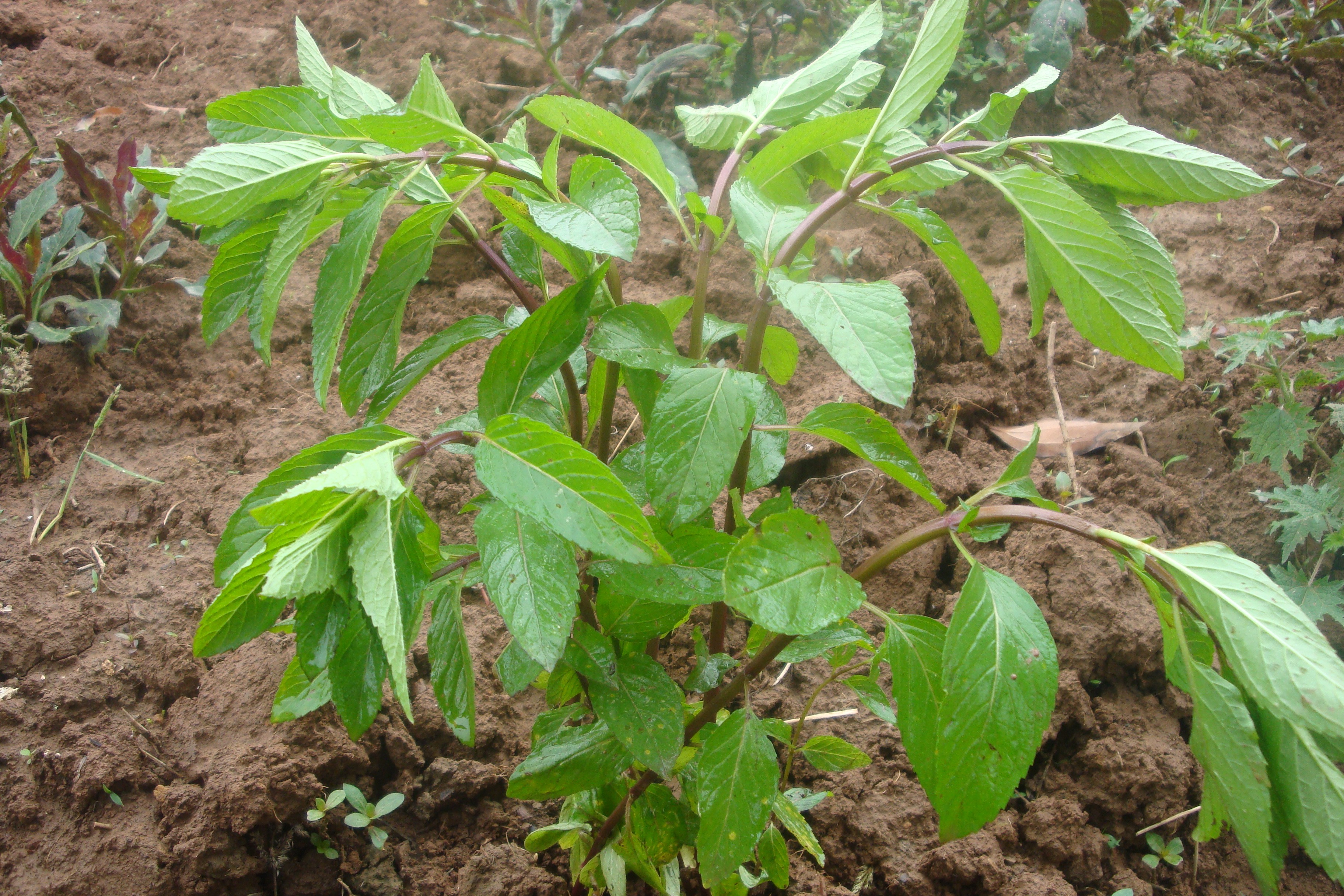 【野菜养生宴】野菜类