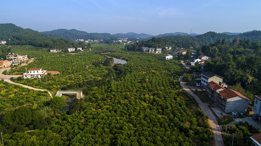 硬核实力!——"安岳柠檬"入列中欧地理标志协定保护名录!